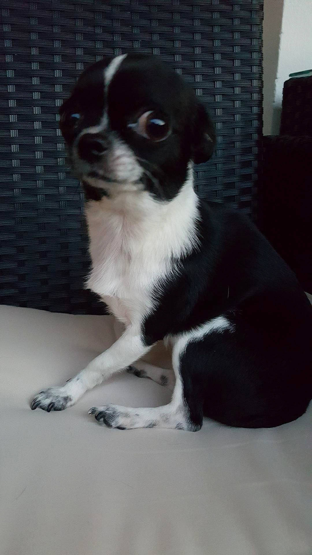 Mélodie participe au concours pour gagner de l'argent avec cette photo : boston_terrier, canidae, carnivore, chihuahua, companion_dog, dog, dog_breed, mammal, puppy, rare_breed_dog, snout, sporting_group, toy_dog, vertebrate