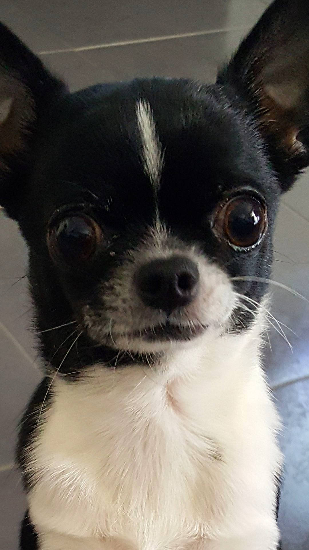 Mélodie a rejoint le concours — aidez-le/la à gagner de superbes lots ! canidae, carnivore, chihuahua, companion_dog, dog, dog_breed, ear, eye, fawn, mammal, nose, photography, puppy, skin, snout, sporting_group, toy_dog, toy_fox_terrier, vertebrate, whiskers