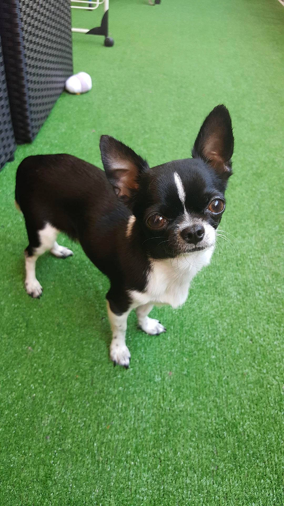 Mélodie a rejoint le concours — aidez-le/la à gagner de superbes lots ! boston_terrier, canidae, carnivore, chihuahua, companion_dog, corgi_chihuahua, dog, dog_breed, fawn, grass, mammal, puppy, snout, sporting_group, toy_dog, toy_fox_terrier, vertebrate