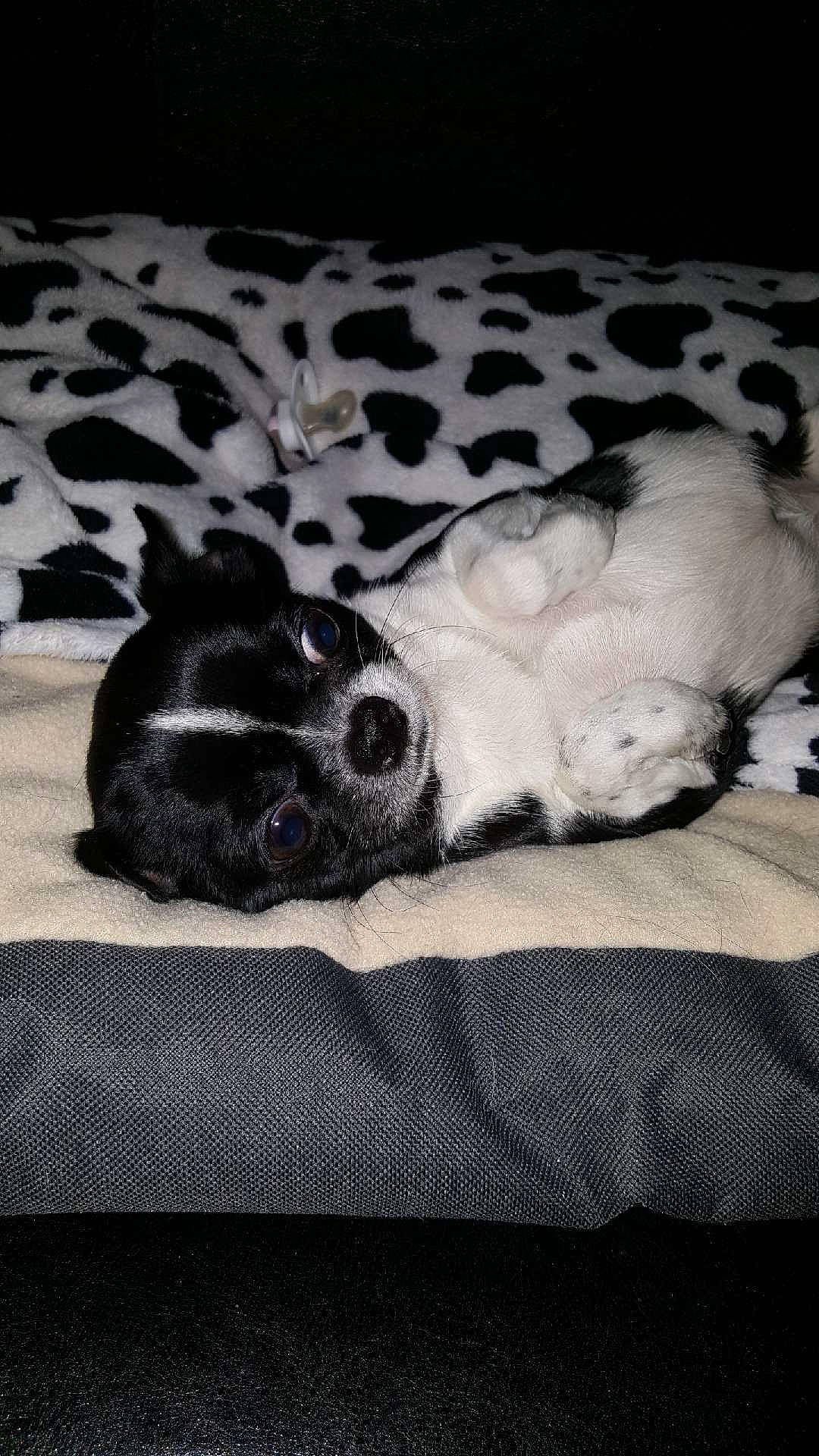 Mélodie participe au concours pour gagner de l'argent avec cette photo : american_cocker_spaniel, bed_sheet, black_and_white, canidae, carnivore, cocker_spaniel, dog, dog_breed, english_cocker_spaniel, nap, non_sporting_group, paw, pointer, puppy, snout, sporting_group