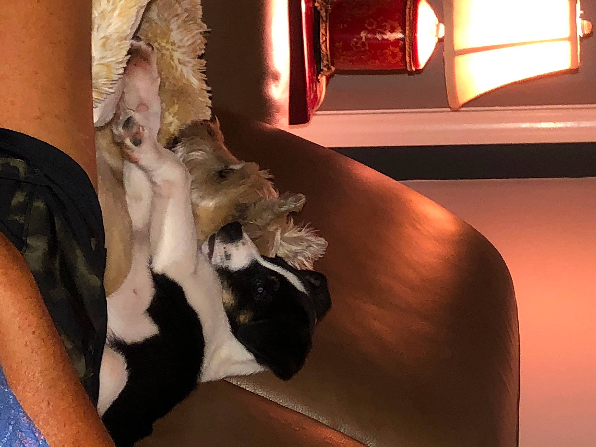 Indica joined the competition — help win amazing prizes! canidae, carnivore, companion_dog, fawn, fur, leg, non_sporting_group, paw, tail