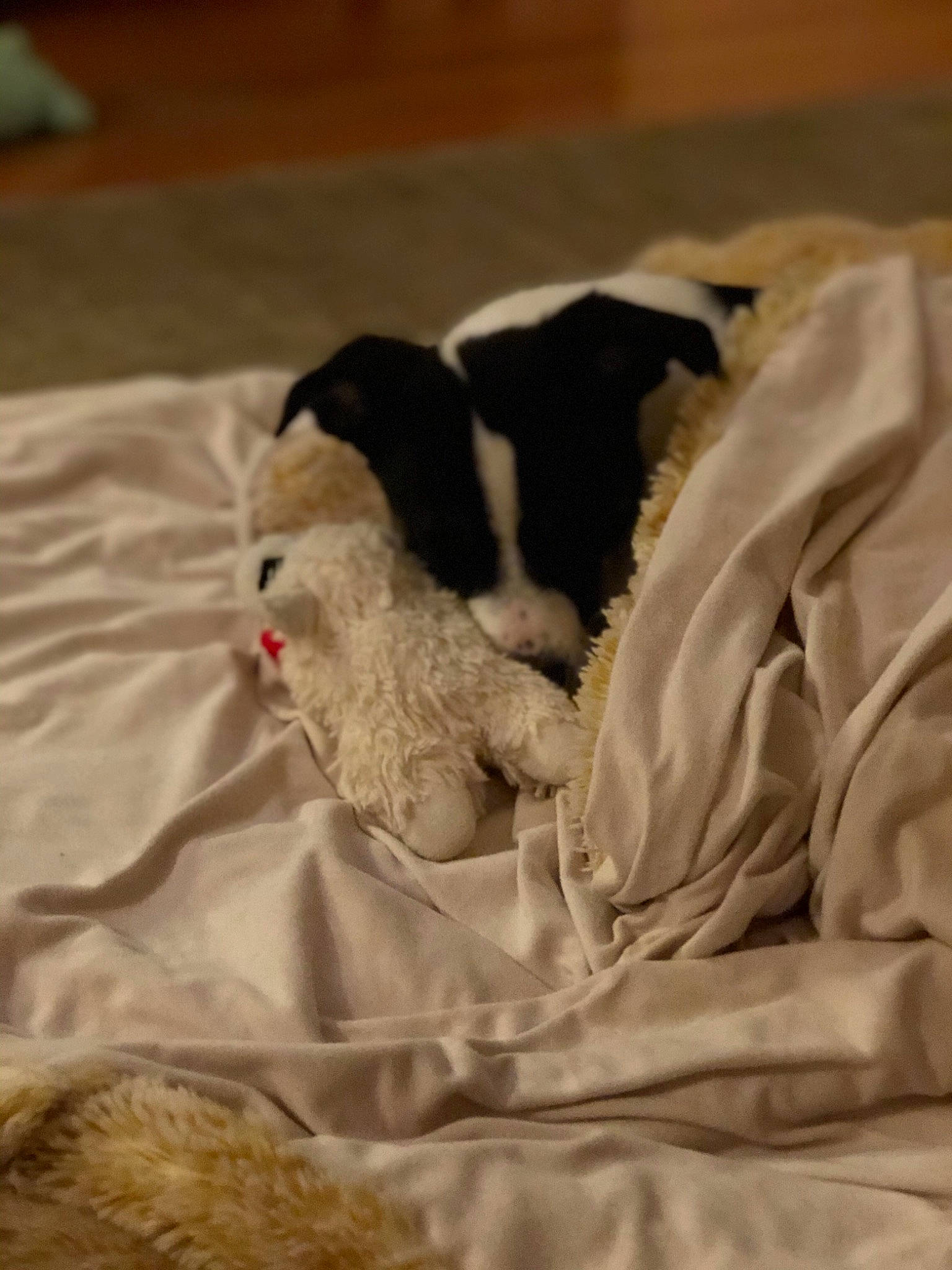 Indica is registered to the contest to win money with this photo: canidae, carnivore, dog, dog_breed, fawn, nap, non_sporting_group, pointer, puppy, sporting_group