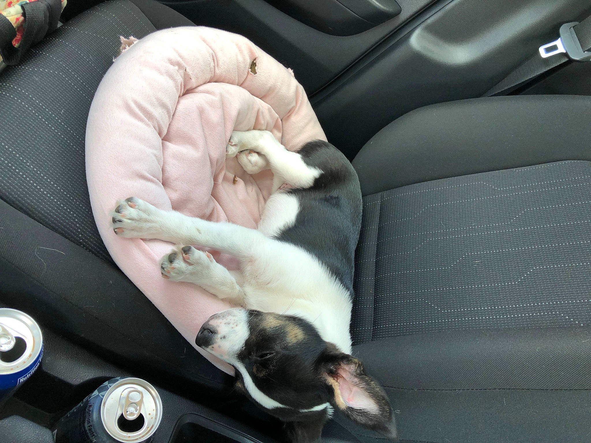 Indica joined the competition — help win amazing prizes! auto_part, canidae, car, car_seat, car_seat_cover, carnivore, companion_dog, dog, puppy, sporting_group, vehicle, vehicle_door