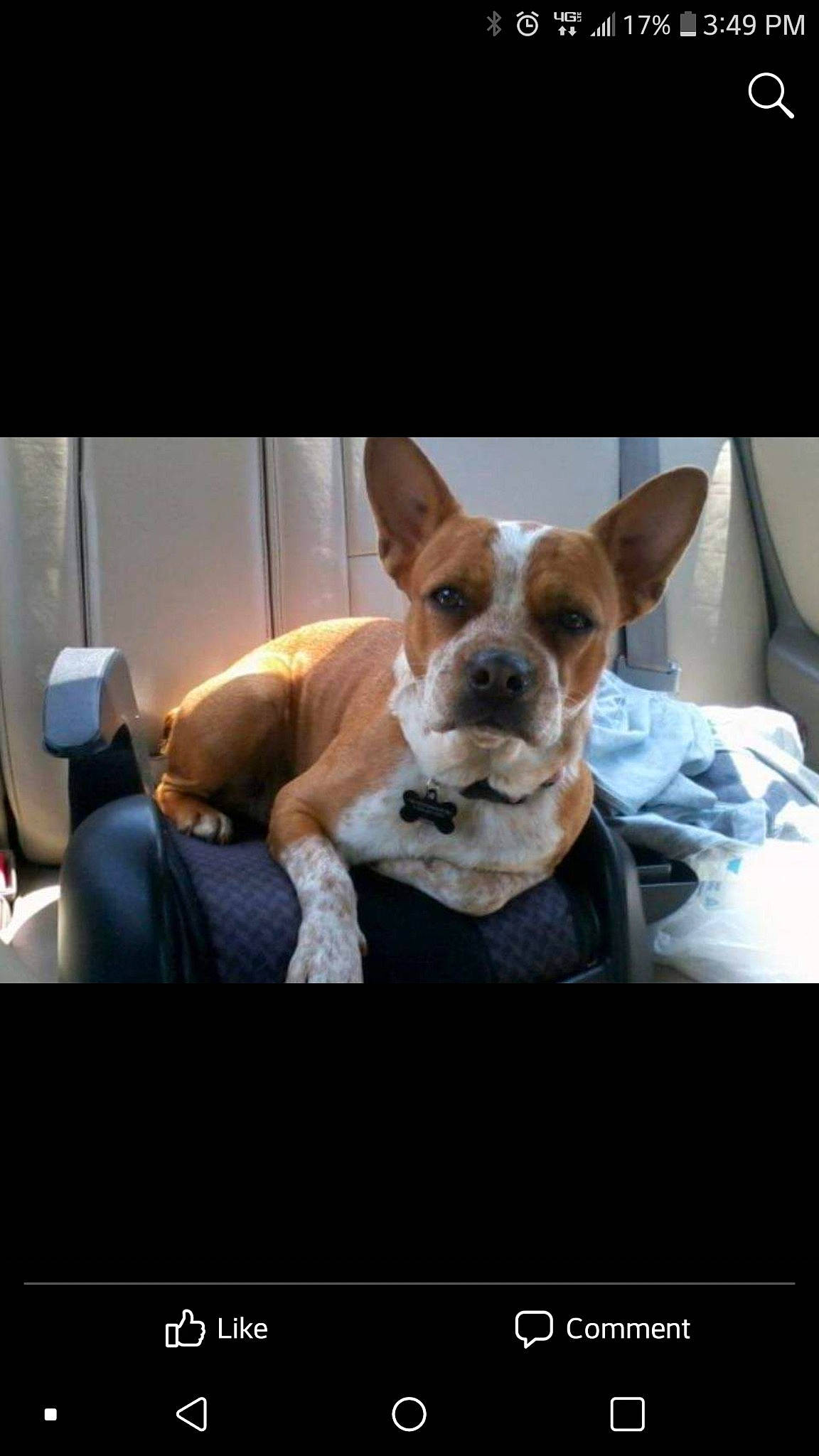 Moose is registered to the contest to win money with this photo: ancient_dog_breeds, canidae, carnivore, comfort, companion_dog, dog, dog_breed, ear, fawn, fur, non_sporting_group, photo_caption, puppy_love, screenshot, sitting, sporting_group, toy_dog, whiskers, working_animal