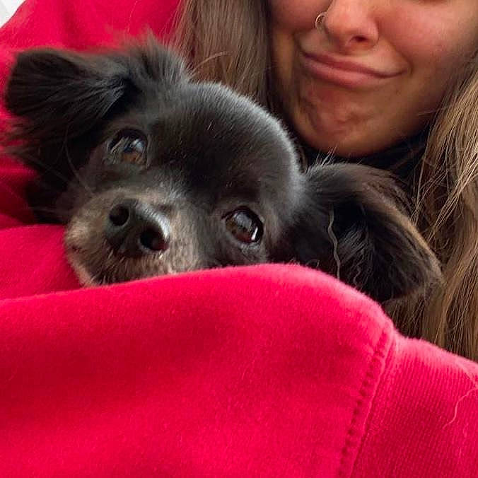 Roo joined the competition — help win amazing prizes! canidae, carnivore, comfort, companion_dog, dog, dog_breed, ear, eye, fawn, hair, happy, iris, liver, nose, skin, smile, snout, sporting_group, whiskers, working_animal