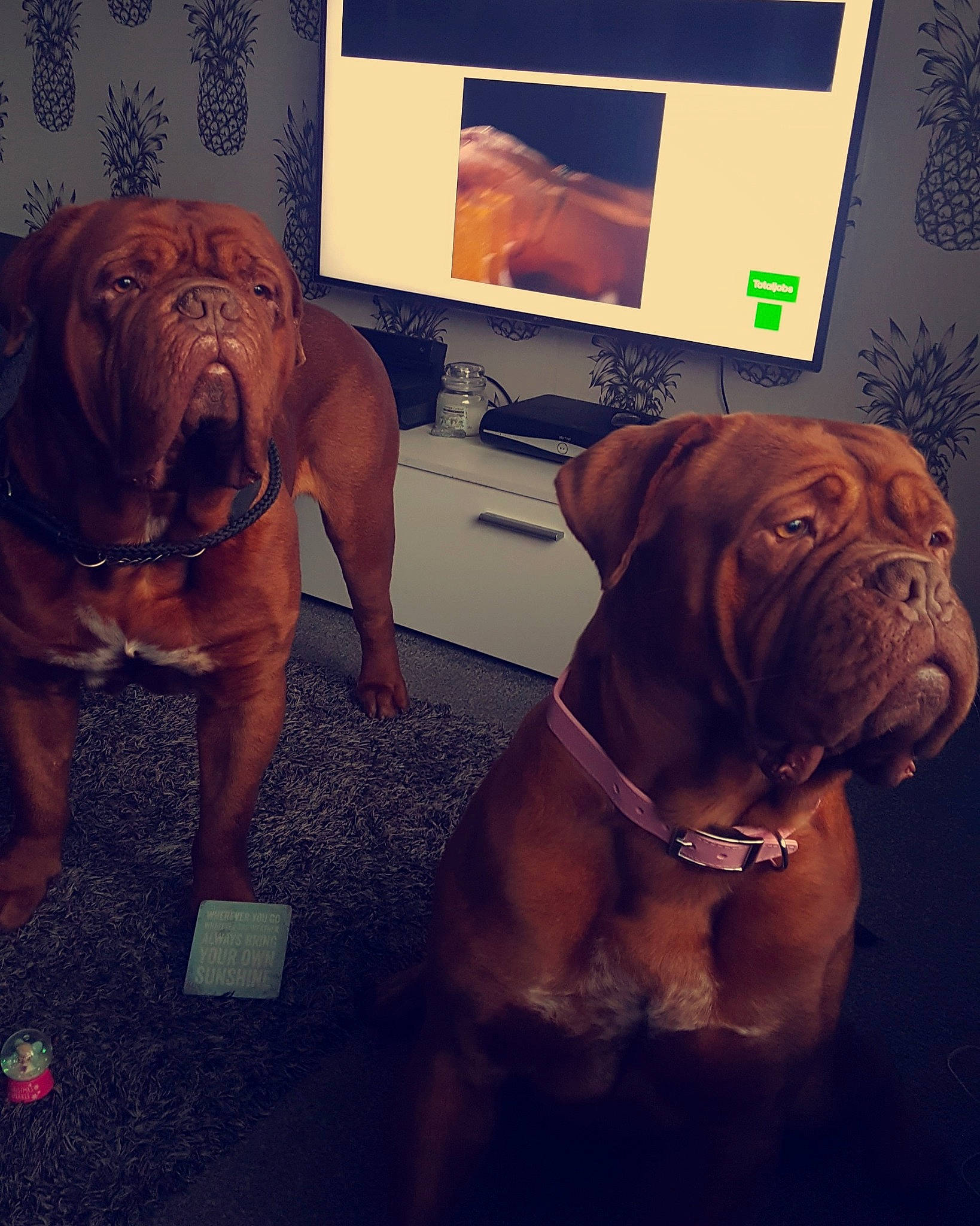 Kc  joined the competition — help win amazing prizes! bullmastiff, carnivoran, dog, dog_breed, dog_like_mammal, dogue_de_bordeaux, guard_dog, mammal, snout, vertebrate, wrinkle