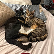 Onyx joined the competition — help win amazing prizes! animal, bed, black_and_white_cat, blanket, cat, companionship, cozy, cuddle, cute, domestic_animal, feline, fur, indoor, pet, pillow, resting, sleeping_area, tabby_cat, tail, whiskers