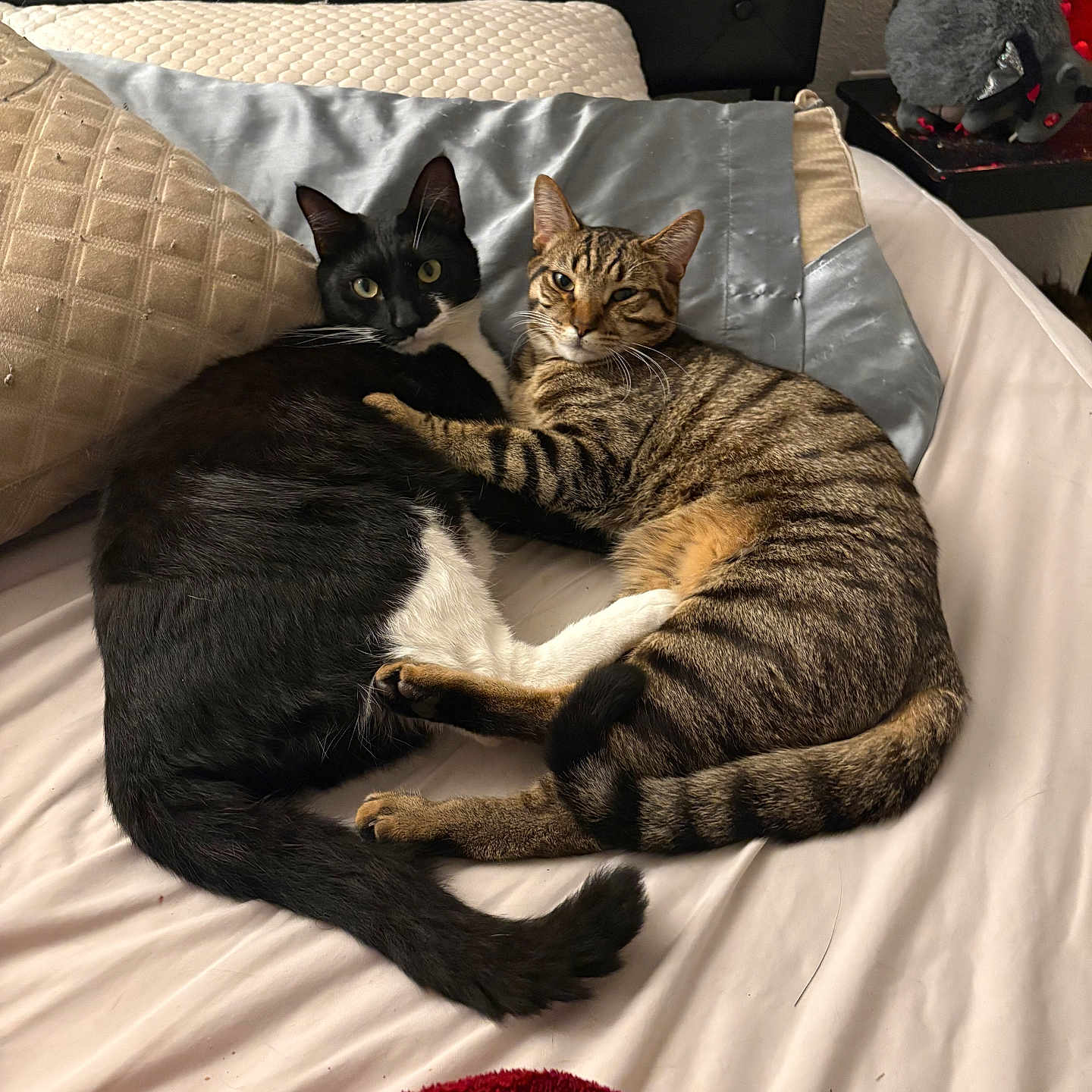 Onyx joined the competition — help win amazing prizes! animal, bed, black_and_white_cat, blanket, cat, companionship, cozy, cuddle, cute, domestic_animal, feline, fur, indoor, pet, pillow, resting, sleeping_area, tabby_cat, tail, whiskers