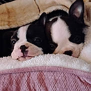 Stella And Bella joined the competition — help win amazing prizes! bed, bedding, black_and_white, blanket, close_up, couch, cozy, cute, dog, ear, eyes, indoor, nose, portrait, puppy, resting, sleepy, snuggling, soft_texture, two_puppies