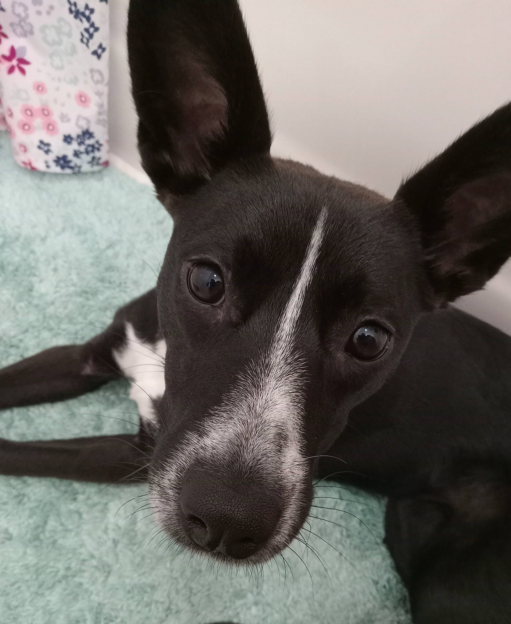 Kimchi joined the competition — help win amazing prizes! canidae, carnivore, companion_dog, dog, dog_breed, ear, fawn, fur, monochrome, monochrome_photography, non_sporting_group, snout, sporting_group, terrestrial_animal, whiskers, working_animal