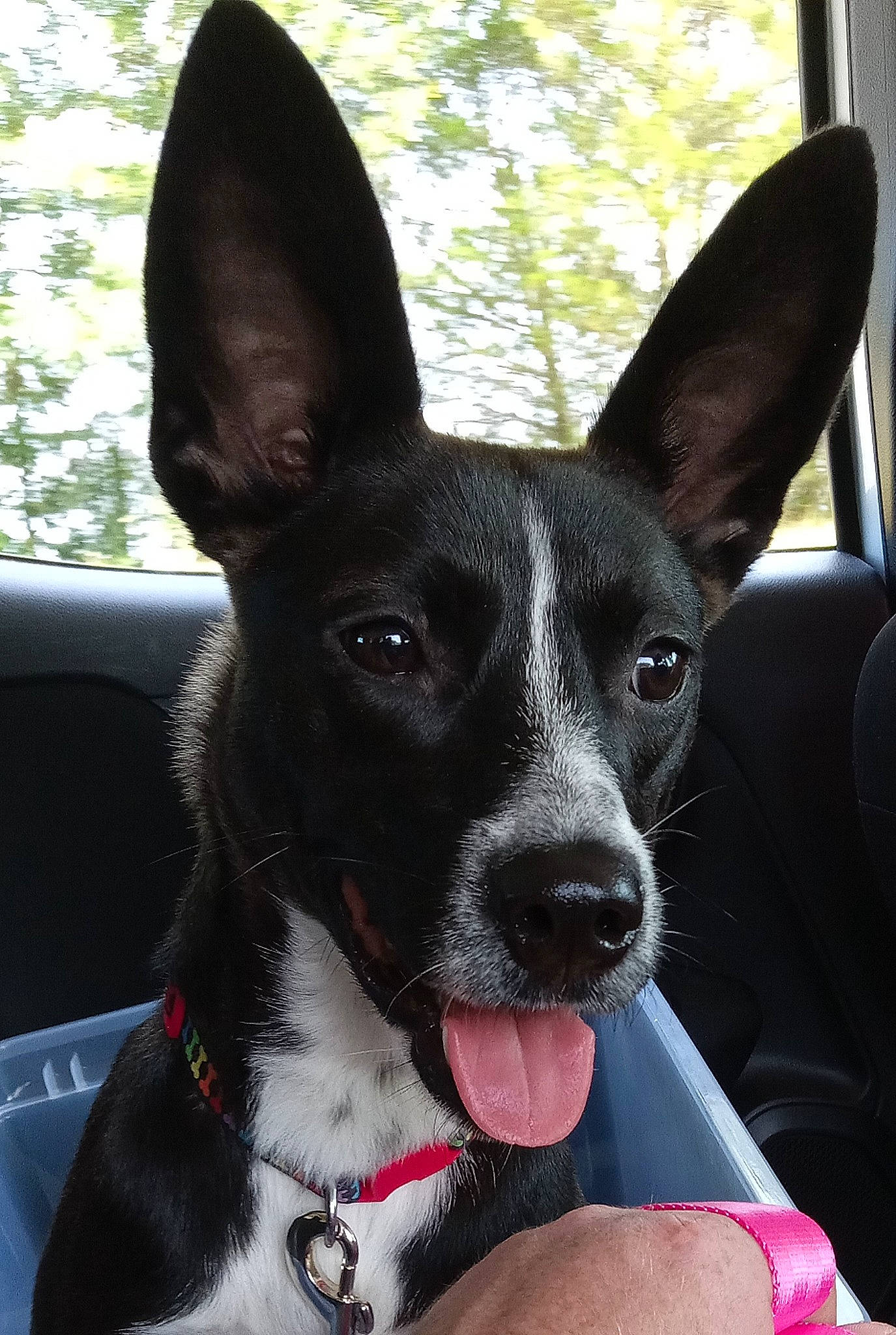 Kimchi joined the competition — help win amazing prizes! canidae, carnivore, collar, companion_dog, dog, dog_breed, dog_collar, dog_supply, ear, fawn, fur, non_sporting_group, plant, snout, sporting_group, toy_dog, whiskers, window, working_animal, working_dog