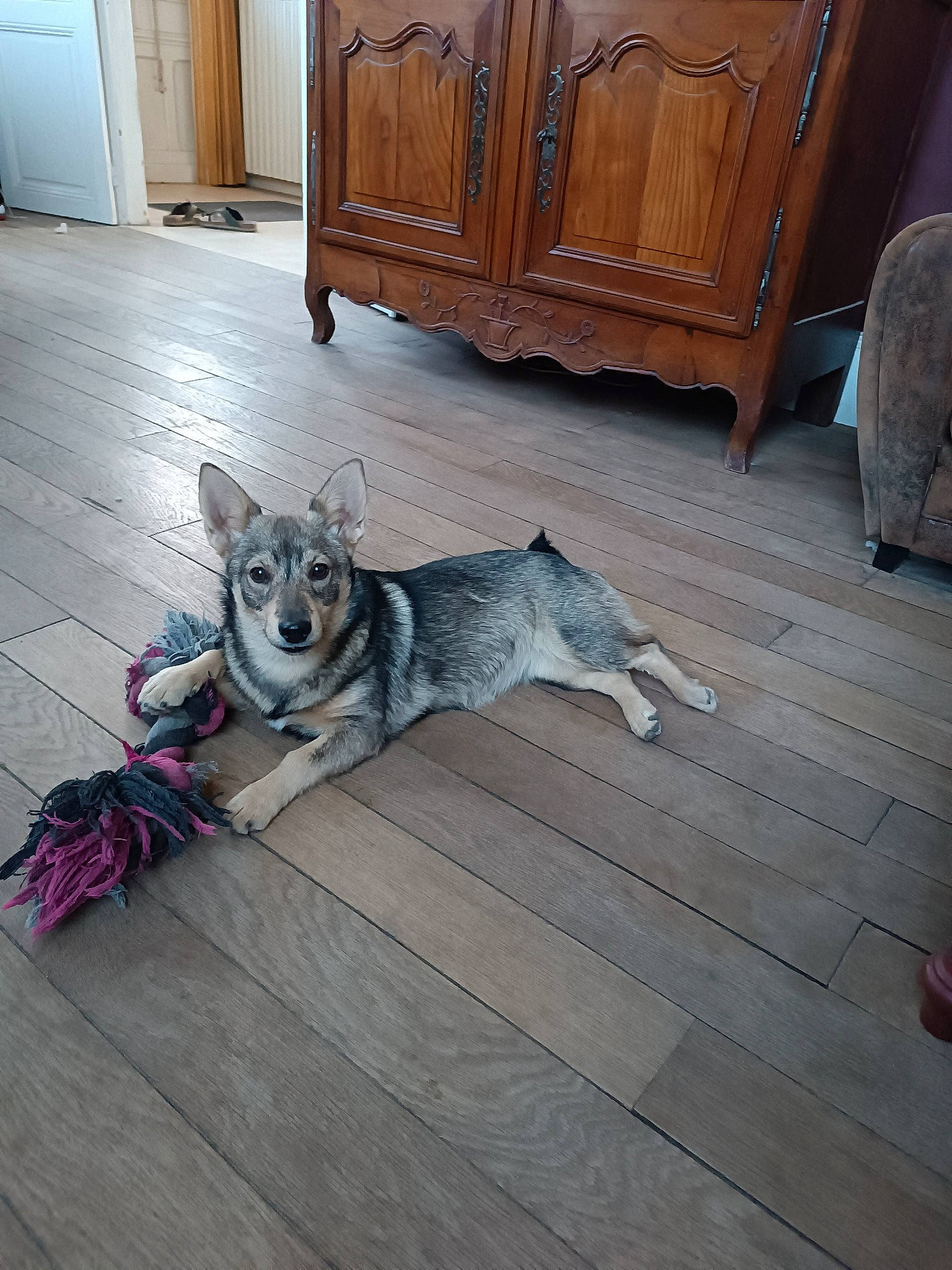 Undomiel Du Serment Des Brumes participe au concours pour gagner de l'argent avec cette photo : cabinetry, carnivore, companion_dog, cupboard, dog, dog_breed, door, drawer, felidae, floor, flooring, grey, hardwood, laminate_flooring, small_to_medium_sized_cats, varnish, whiskers, wood, wood_flooring, wood_stain