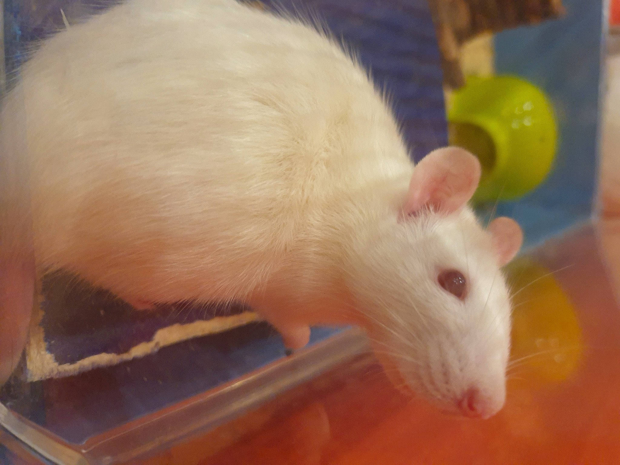 Minnie participe au concours pour gagner de l'argent avec cette photo : fawn, gerbil, hamster, mouse, muridae, muroidea, pest, rat, rodent, tail, whiskers