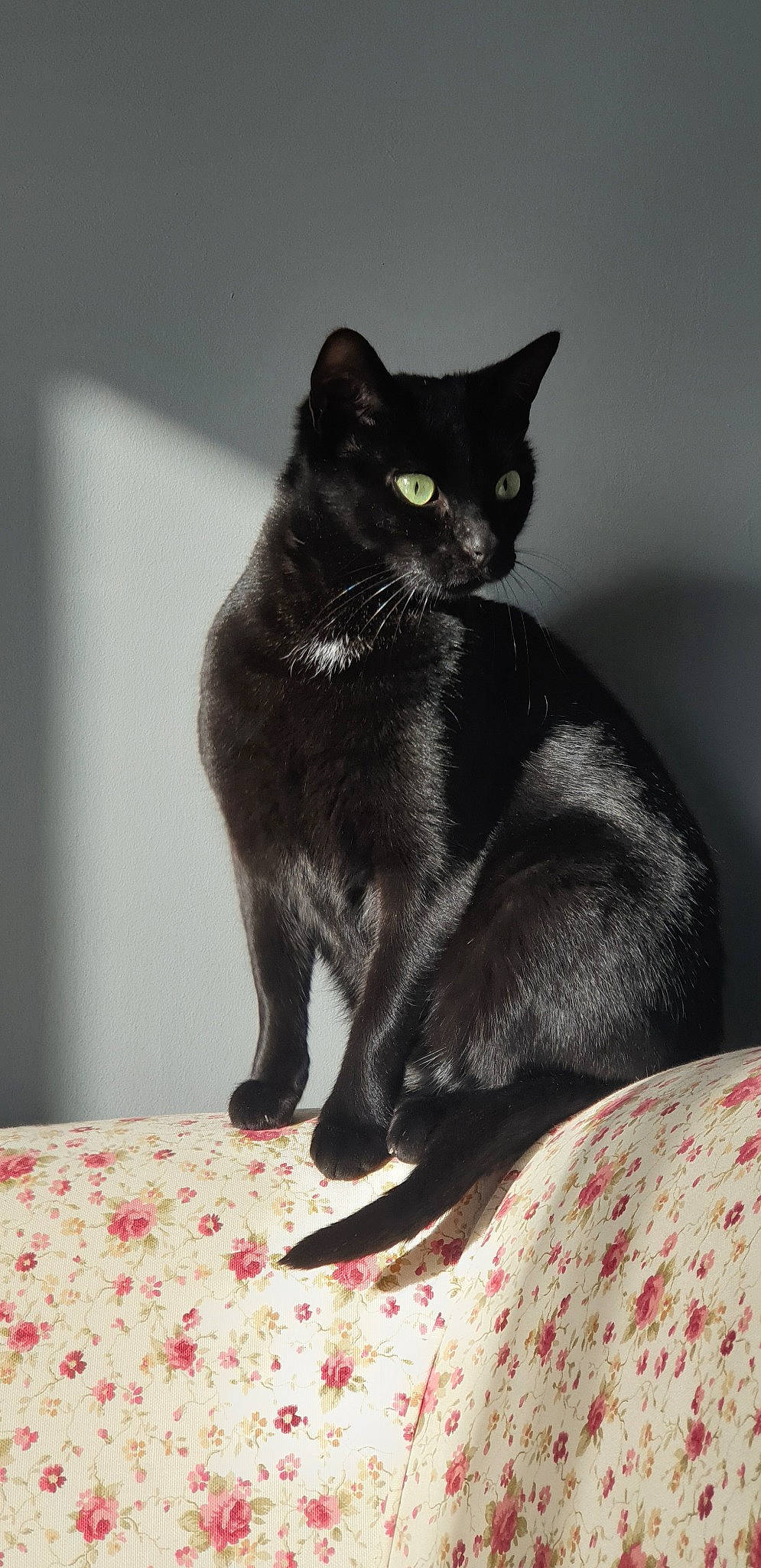 Plume participe au concours pour gagner de l'argent avec cette photo : asian, black, black_cat, bombay, british_shorthair, burmese, carnivore, cat, chartreux, domestic_short_haired_cat, felidae, fur, havana_brown, korat, mammal, small_to_medium_sized_cats, tail, vertebrate, whiskers