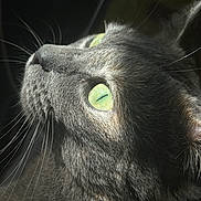 Princess is registered to the contest to win money with this photo: cat, gray_tabby, close_up, green_eyes, whiskers, fur, animal, pet, looking_up, natural_light, portrait, feline, ears, face, soft_light, texture, domestic_cat, indoors, curious, macro