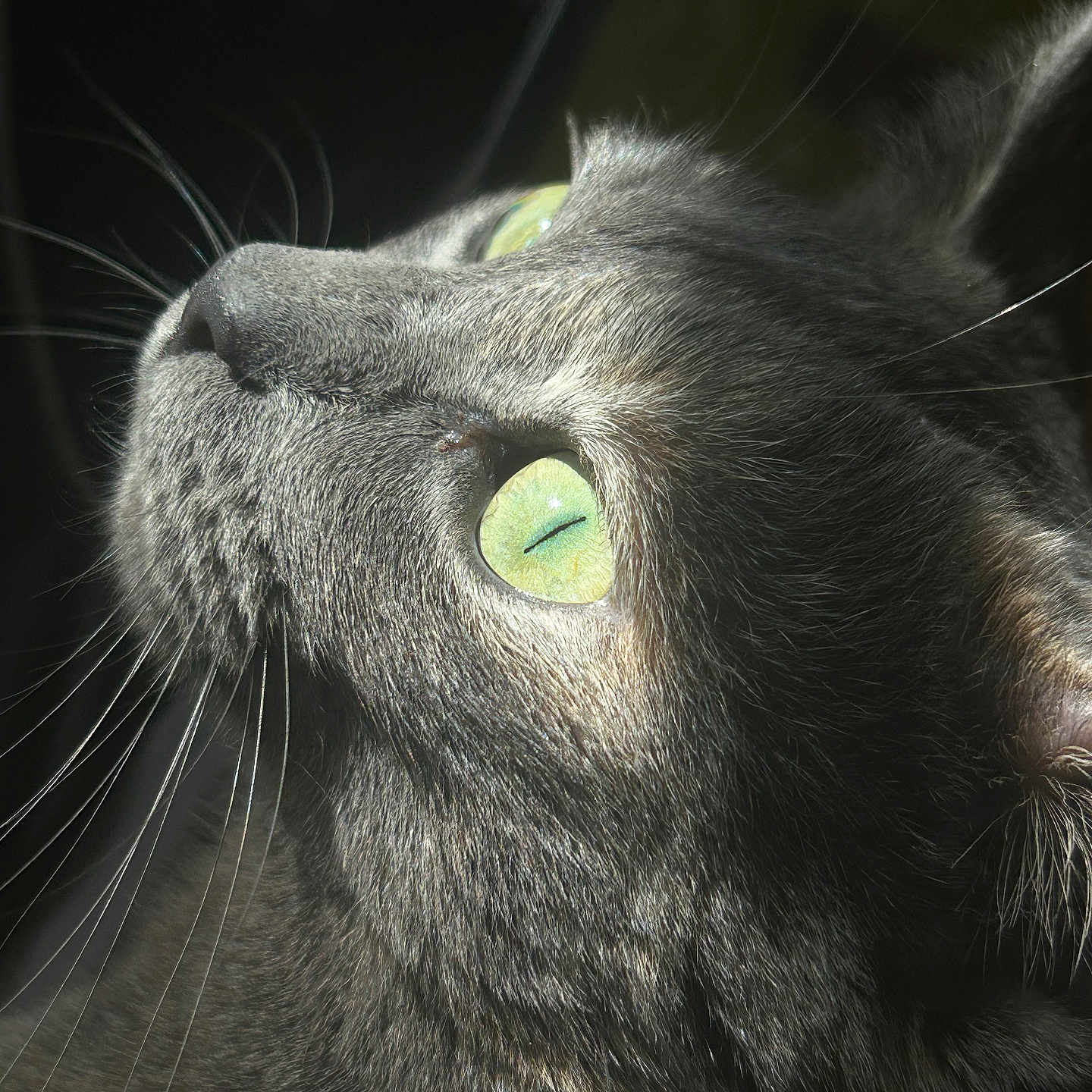 Princess is registered to the contest to win money with this photo: animal, cat, close_up, curious, domestic_cat, ears, face, feline, fur, gray_tabby, green_eyes, indoors, looking_up, macro, natural_light, pet, portrait, soft_light, texture, whiskers