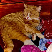 Jack is registered to the contest to win money with this photo: cat, orange_tabby, sleeping, paws, clothes, fabric, wood, cozy, indoor, pet, fur, relaxed, resting, whiskers, closed_eyes, tail, comfort, domestic_cat, household, cute