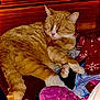 cat, orange_tabby, sleeping, paws, clothes, fabric, wood, cozy, indoor, pet, fur, relaxed, resting, whiskers, closed_eyes, tail, comfort, domestic_cat, household, cute