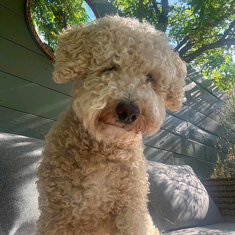 Wilbur
