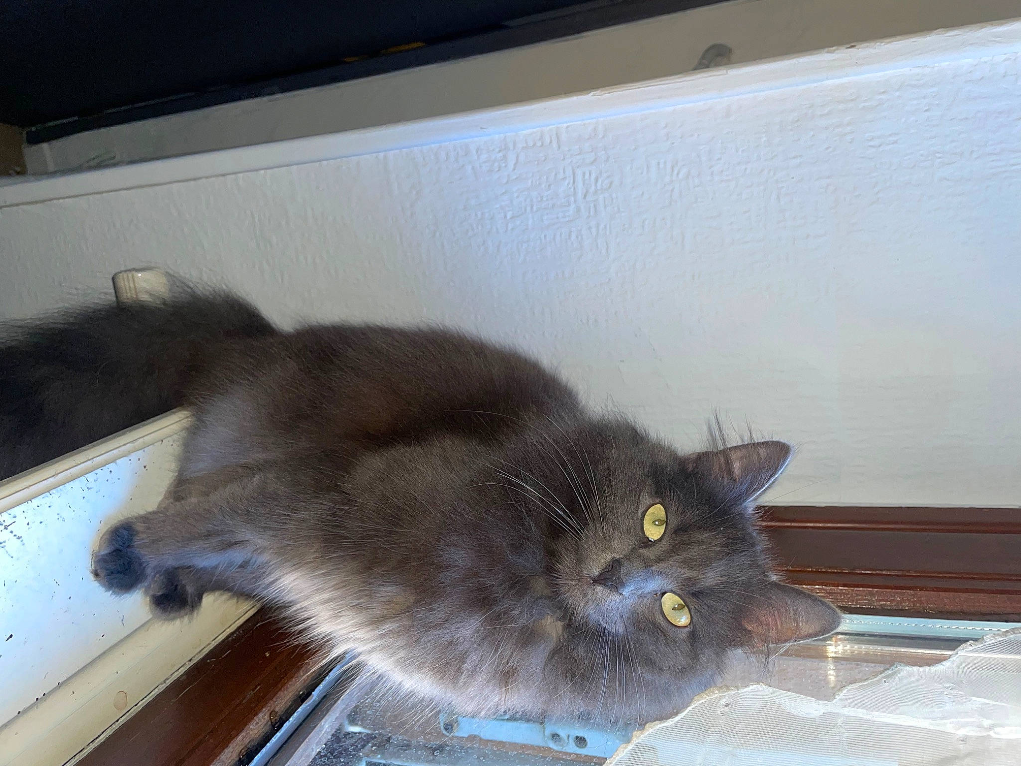 Bibicha a rejoint le concours — aidez-le/la à gagner de superbes lots ! black_cat, carnivore, cat, chartreux, claw, comfort, domestic_short_haired_cat, felidae, floor, flooring, fur, grey, hardwood, paw, room, small_to_medium_sized_cats, tail, whiskers, window