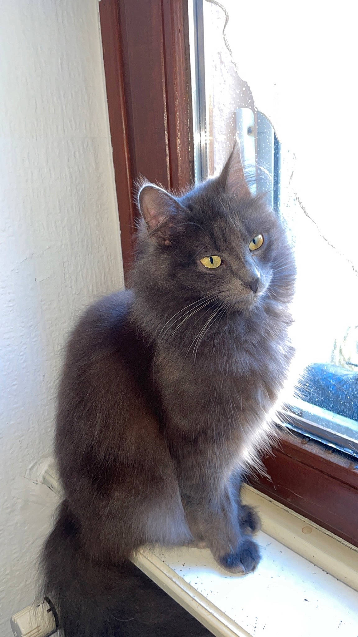 Bibicha a rejoint le concours — aidez-le/la à gagner de superbes lots ! carnivore, cat, domestic_short_haired_cat, door, felidae, fur, grey, small_to_medium_sized_cats, snout, tail, terrestrial_animal, whiskers, window