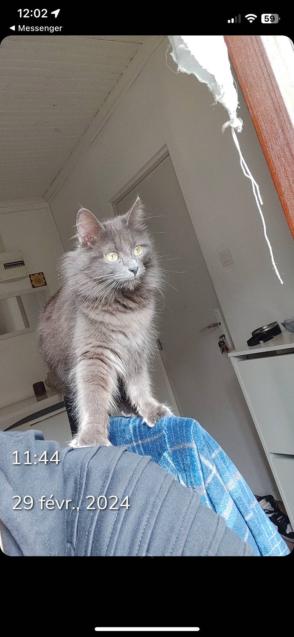 Bibicha participe au concours pour gagner de l'argent avec cette photo : box, carnivore, cat, ceiling, comfort, domestic_short_haired_cat, felidae, flooring, fur, grey, hardwood, pattern, paw, plaster, sitting, small_to_medium_sized_cats, tail, whiskers, window, wood