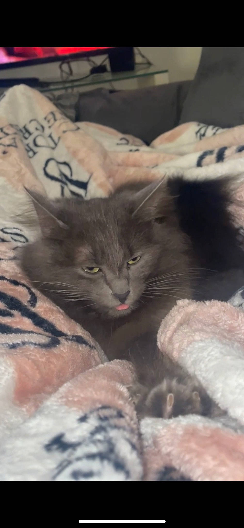 Bibicha a rejoint le concours — aidez-le/la à gagner de superbes lots ! bed, black_cat, carnivore, cat, cat_supply, claw, comfort, domestic_short_haired_cat, felidae, fur, grey, linens, mammal, nap, paw, small_to_medium_sized_cats, snout, tail, vertebrate, whiskers