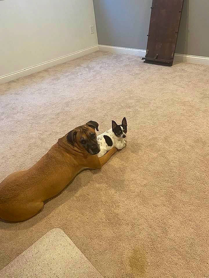 Cleveland is registered to the contest to win money with this photo: american_pit_bull_terrier, bulldog, canidae, carnivore, companion_dog, dog, dog_breed, fawn, floor, flooring, french_bulldog, non_sporting_group, old_english_bulldog, pug, puppy