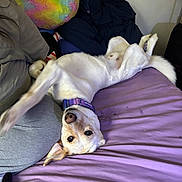 Zeus joined the competition — help win amazing prizes! dog, bed, purple_bedspread, collar, pet, indoor, furry, cute, relaxed, upside_down, stretching, colorful_pillow, fabric, casual_clothing, nose, ears, tail, animal, resting, cozy