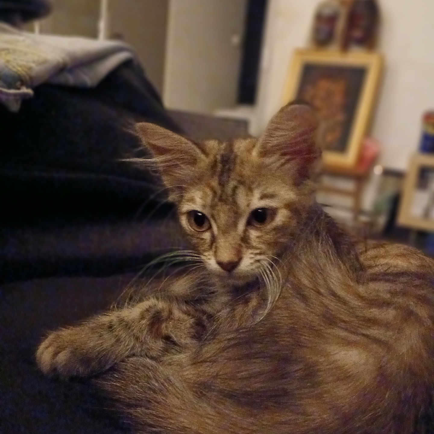 Nala a rejoint le concours — aidez-le/la à gagner de superbes lots ! animal, blurred_background, cat, cozy, curled_up, cute, domestic, ears, fur, furniture, house, indoor, kitten, pet, portrait, relaxed, sleepy, tabby, whiskers, young