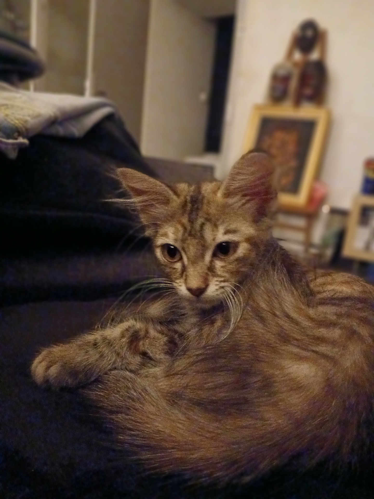 Nala a rejoint le concours — aidez-le/la à gagner de superbes lots ! animal, blurred_background, cat, cozy, curled_up, cute, domestic, ears, fur, furniture, house, indoor, kitten, pet, portrait, relaxed, sleepy, tabby, whiskers, young