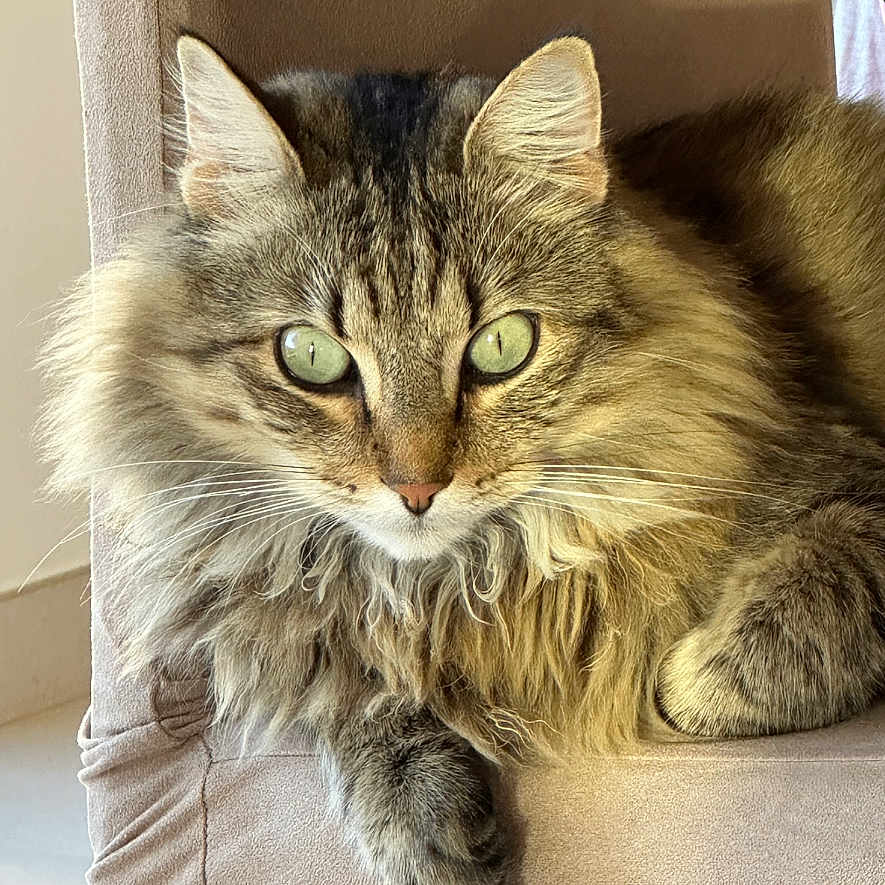 Tigrou a rejoint le concours — aidez-le/la à gagner de superbes lots ! animal, cat, chair, closeup, cozy, cute, domestic_animal, feline, fluffy, fur, green_eyes, indoor, mammal, paws, pet, portrait, relaxed, resting, tabby, whiskers
