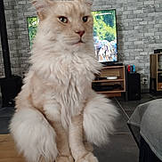 Wonka participe au concours pour gagner de l'argent avec cette photo : cat, ginger_cat, fluffy, long_hair, pet, animal, sitting, portrait, indoors, living_room, table, television, gaming_console, speakers, brick_wall, home, furniture, fur, ears, whiskers