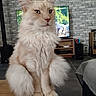 cat, ginger_cat, fluffy, long_hair, pet, animal, sitting, portrait, indoors, living_room, table, television, gaming_console, speakers, brick_wall, home, furniture, fur, ears, whiskers