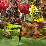 Viviane Silva participe au concours pour gagner de l'argent avec cette photo : dog, pomeranian, bench, flower_sculpture, flamingo, garden, greenery, grass, tree, flowers, colorful, outdoor, sunny, blue_sky, wood, pet, animal, nature, decor, sculpture