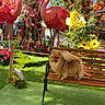 dog, pomeranian, bench, flower_sculpture, flamingo, garden, greenery, grass, tree, flowers, colorful, outdoor, sunny, blue_sky, wood, pet, animal, nature, decor, sculpture