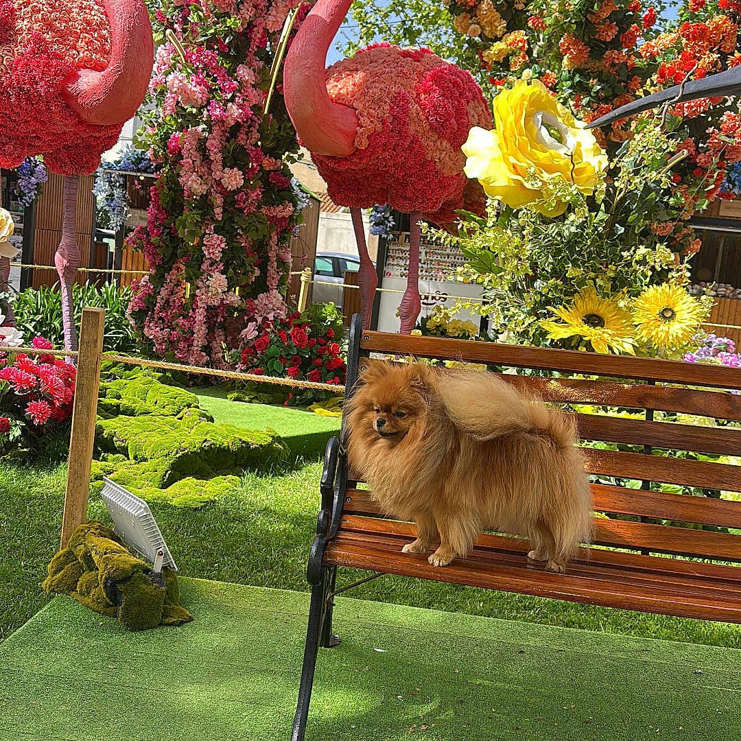 Viviane Silva participe au concours pour gagner de l'argent avec cette photo : dog, pomeranian, bench, flower_sculpture, flamingo, garden, greenery, grass, tree, flowers, colorful, outdoor, sunny, blue_sky, wood, pet, animal, nature, decor, sculpture