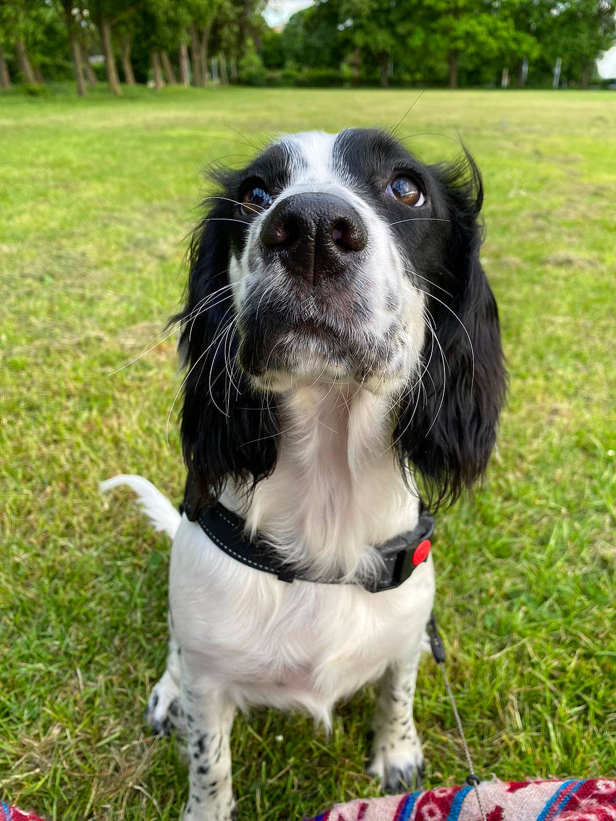 Bella joined the competition — help win amazing prizes! canidae, carnivore, collar, companion_dog, dog, dog_breed, dog_collar, dog_supply, fur, grass, gun_dog, king_charles_spaniel, leash, plant, sky, snout, spaniel, sporting_group, tree, whiskers
