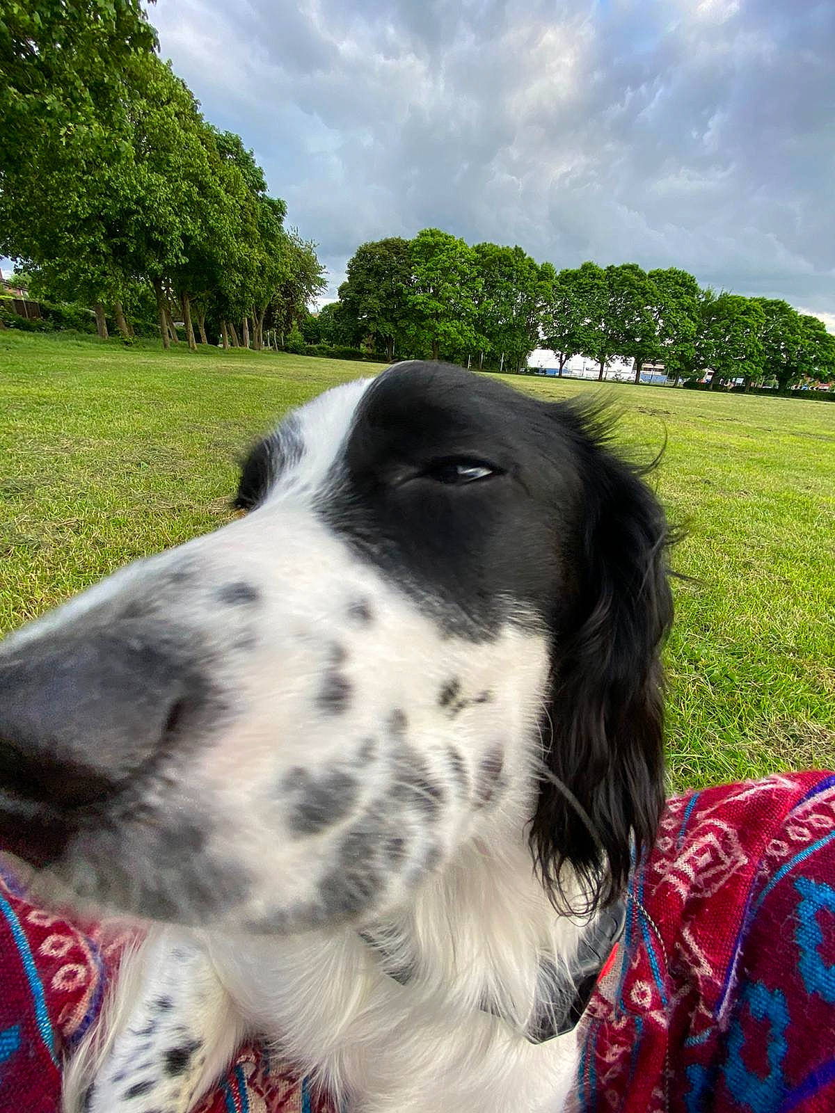 Bella joined the competition — help win amazing prizes! canidae, carnivore, cloud, companion_dog, dalmatian, dog, dog_breed, grass, grassland, green, gun_dog, plant, sky, snout, sporting_group, terrestrial_animal, tree, whiskers, working_animal, working_dog