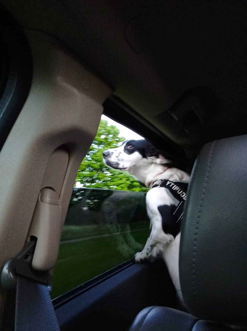 Bella is registered to the contest to win money with this photo: automotive_design, automotive_exterior, automotive_lighting, automotive_mirror, car, car_seat, car_seat_cover, carnivore, dog, dog_breed, fixture, glass, head_restraint, motor_vehicle, personal_luxury_car, steering_part, steering_wheel, tints_and_shades, vehicle_door, vertebrate