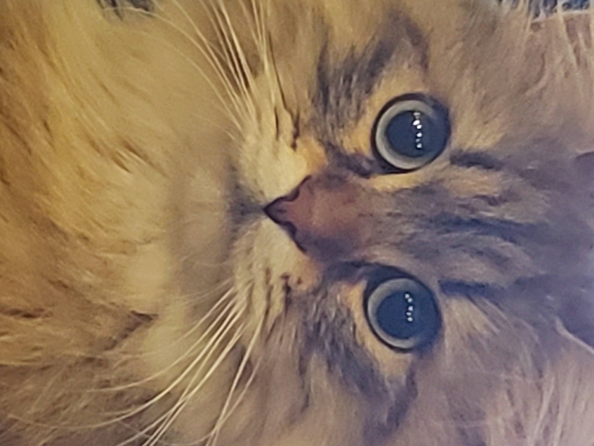 Mishka joined the competition — help win amazing prizes! art, carnivore, cat, close_up, electric_blue, eye, eyelash, fawn, felidae, fur, head, iris, painting, persian, small_to_medium_sized_cats, snout, terrestrial_animal, whiskers, wildlife, wood