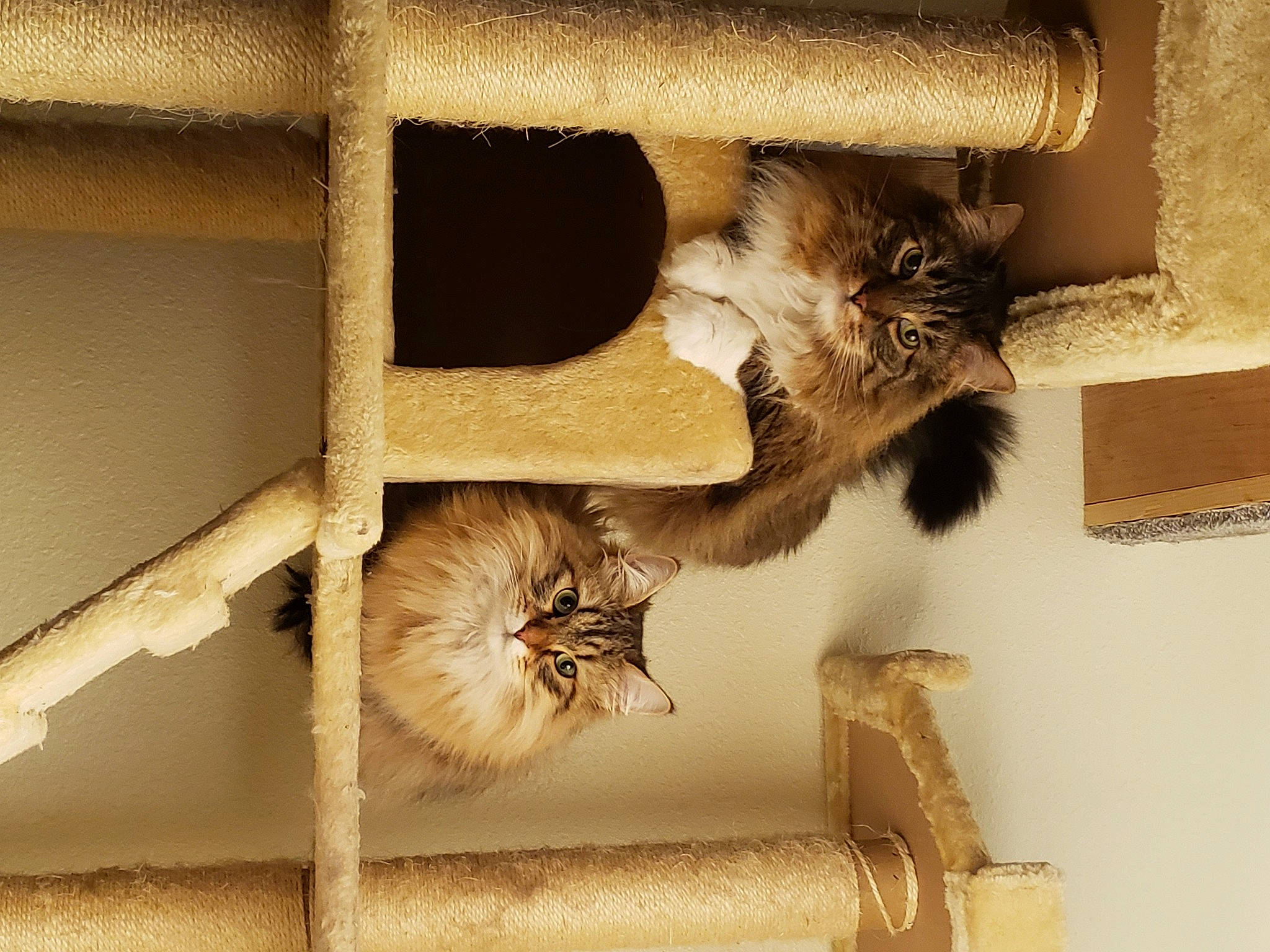 Mishka is registered to the contest to win money with this photo: bookcase, brown, carnivore, cat, fawn, felidae, fur, hardwood, house, pet_supply, plywood, room, shelf, shelving, small_to_medium_sized_cats, tail, whiskers, window, wood, wood_stain