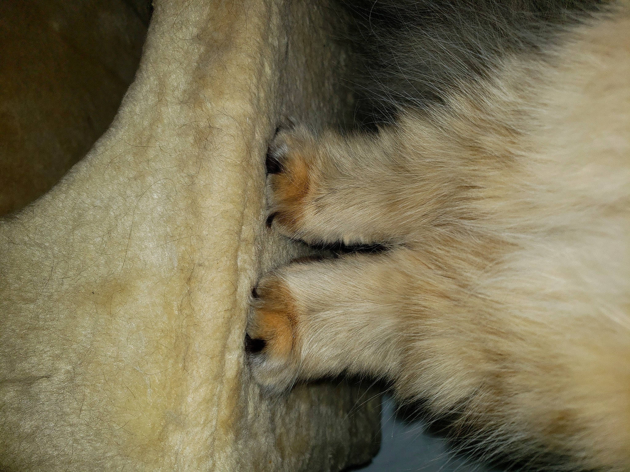 Mishka joined the competition — help win amazing prizes! big_cats, canidae, carnivore, claw, dog_breed, fawn, felidae, fur, lion, paw, snout, tail, terrestrial_animal, tree, trunk, water, whiskers, wildlife, wood, zoo