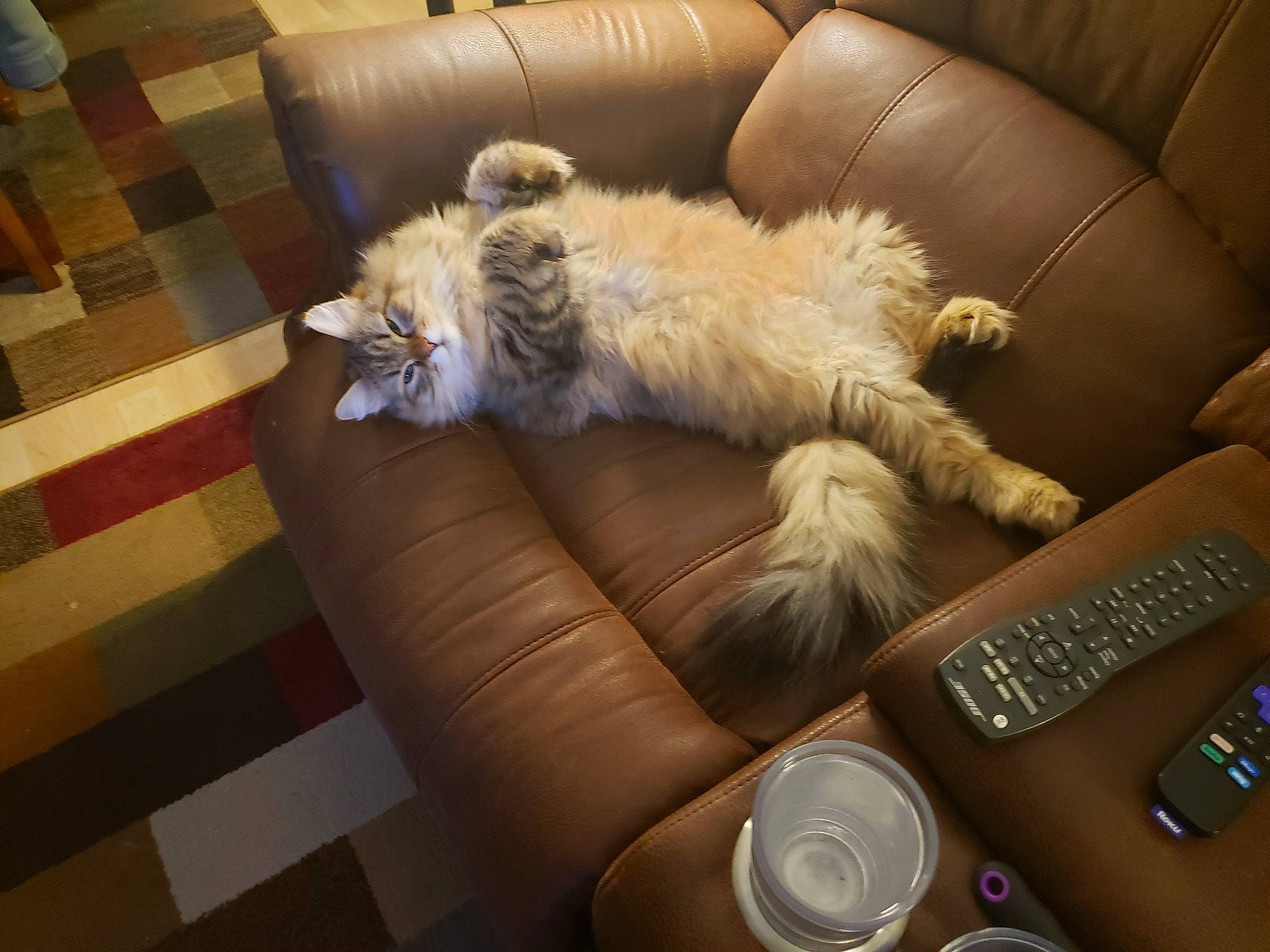 Mishka joined the competition — help win amazing prizes! carnivore, cat, chair, comfort, companion_dog, computer, couch, dog_breed, felidae, flooring, furniture, hardwood, input_device, laptop, mouse, office_equipment, remote_control, small_to_medium_sized_cats, whiskers, wood