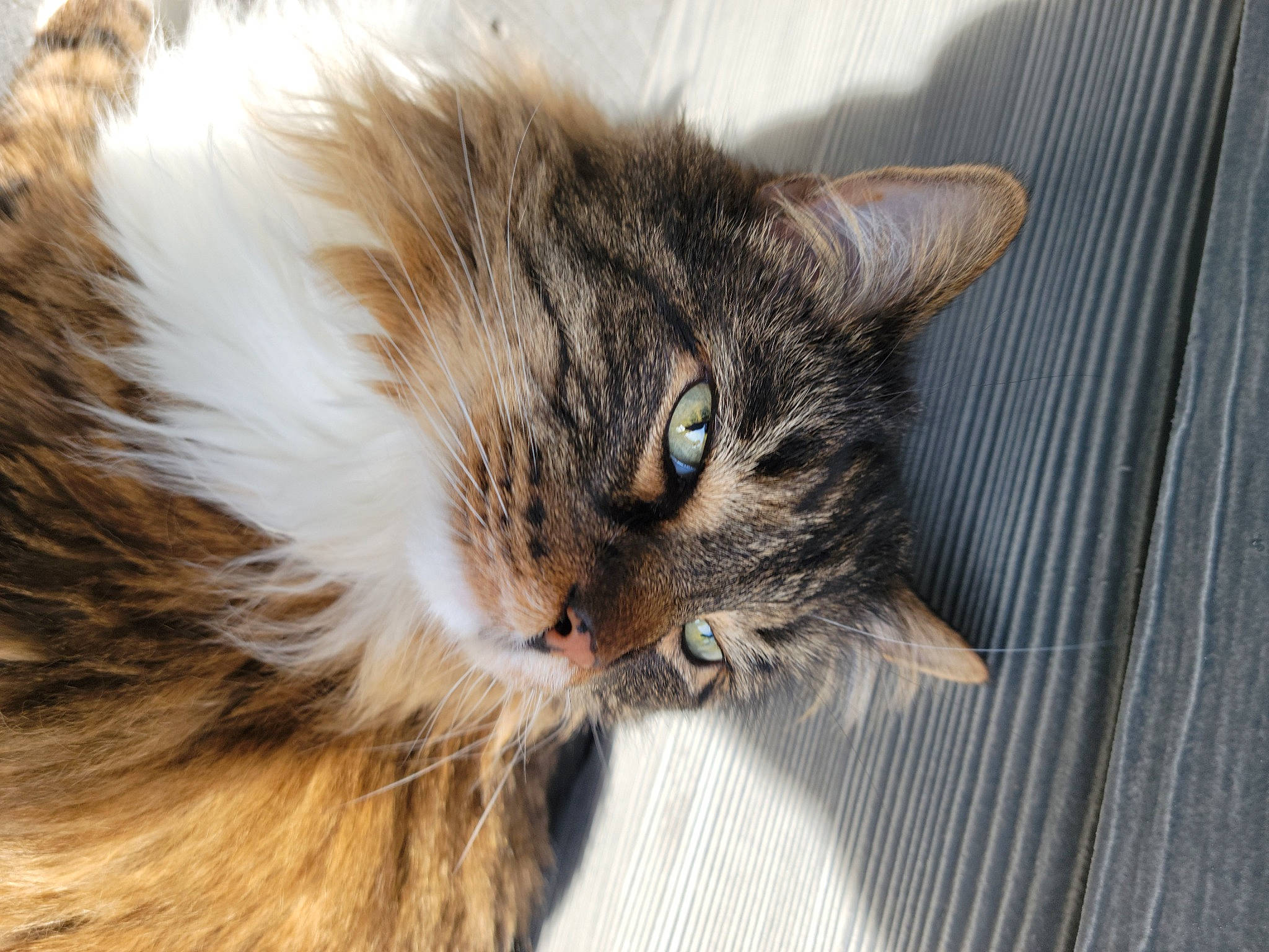 Stewie is registered to the contest to win money with this photo: carnivore, cat, claw, domestic_short_haired_cat, felidae, fur, maine_coon, paw, siberian, small_to_medium_sized_cats, snout, tail, terrestrial_animal, whiskers, wildlife, window