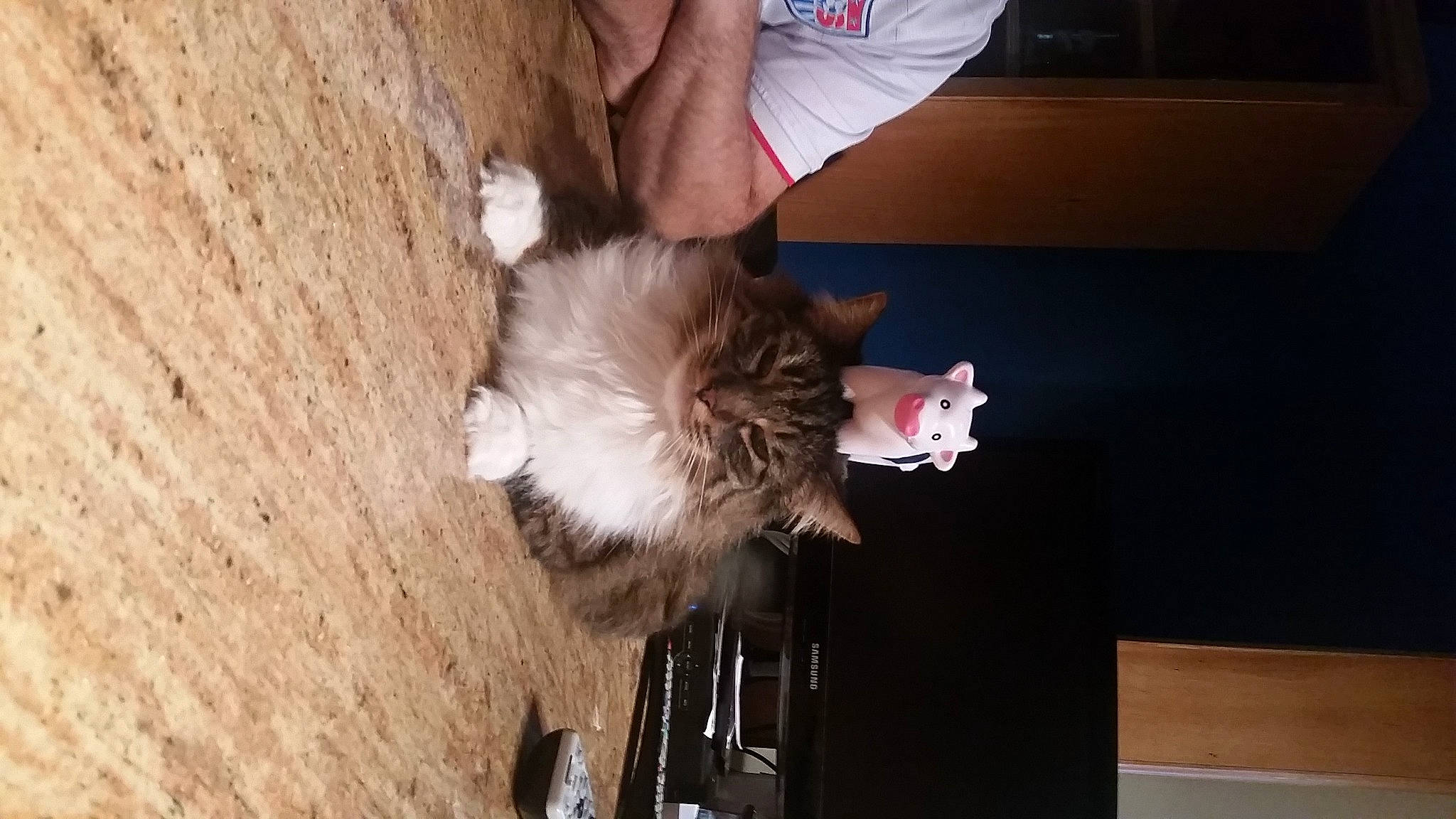 Stewie joined the competition — help win amazing prizes! canidae, carnivore, cat, claw, companion_dog, dog_breed, domestic_short_haired_cat, felidae, flooring, fur, hardwood, paw, small_to_medium_sized_cats, sporting_group, tail, whiskers, wood