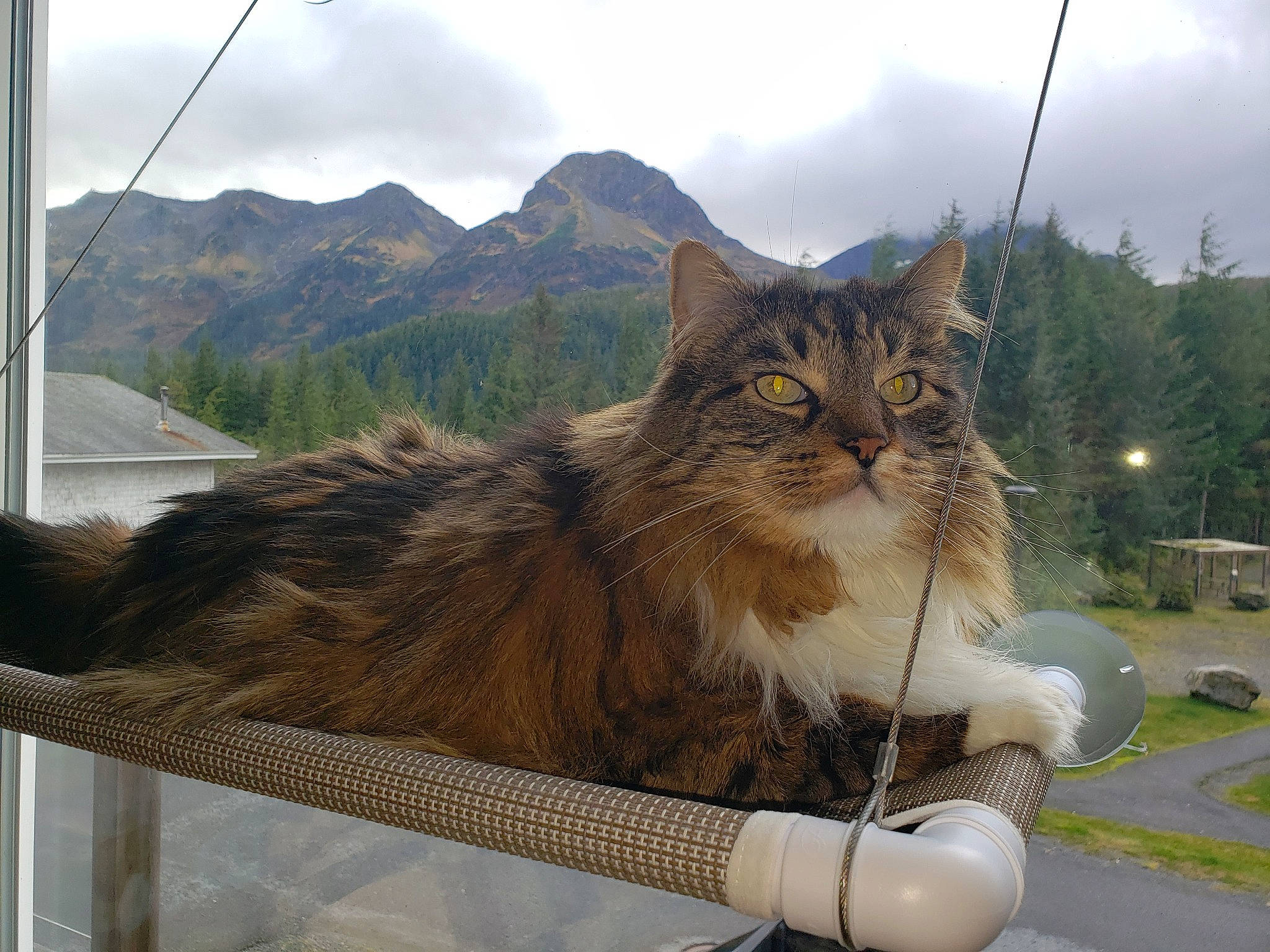 Stewie is registered to the contest to win money with this photo: carnivore, cat, cloud, domestic_short_haired_cat, fawn, felidae, fur, grass, mountain, plant, roof, sky, small_to_medium_sized_cats, snout, tail, terrestrial_animal, tree, whiskers, window, wood