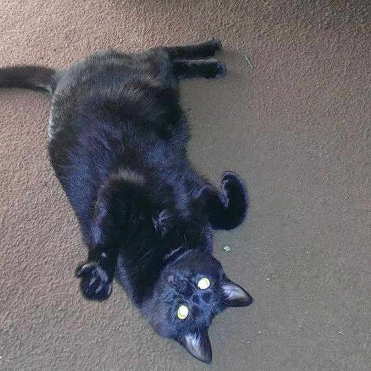 Onyx Miracle Watkins-taylor
