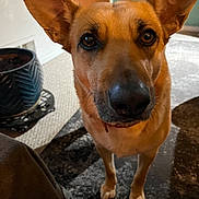 Mae Mae joined the competition — help win amazing prizes! animal, brown, canine, carpet, closeup, companion, curious, dog, domestic_animal, ears, floor, fur, indoor, looking, pet, plant_pot, portrait, snout, standing, whiskers