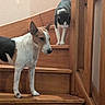 dog, cat, pets, animals, staircase, wooden_stairs, indoors, home, black_and_white, white_and_brown, standing, sitting, alert, whiskers, ears, wood, hallway, domestic_animals, companions, funny_scene